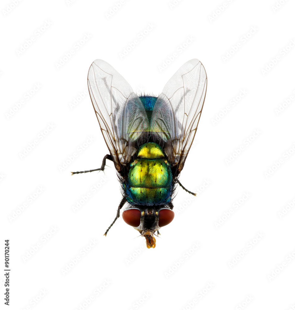 green fly green fly