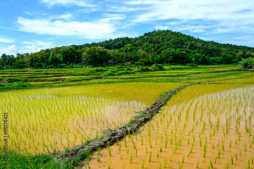 Green Rice Field with Mountains under Blue Sky