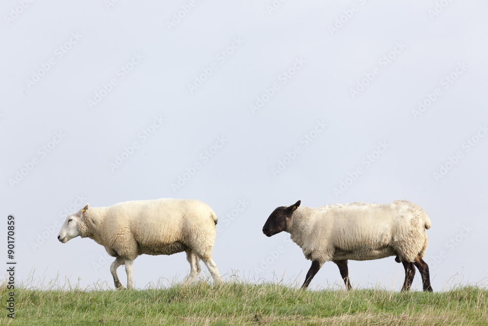 Schafe auf dem Deich bei Brunsbüttel, Schleswig-Holstein,Deutsc Schafe auf dem Deich bei Brunsbüttel, Schleswig-Holstein,Deutsc