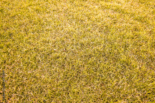 Yellow grass background texture