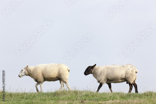Schafe auf dem Deich bei Brunsbüttel, Schleswig-Holstein,Deutsc