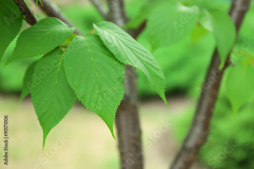 Wallpaper Mural Tree bark on blurred nature background Torontodigital.ca