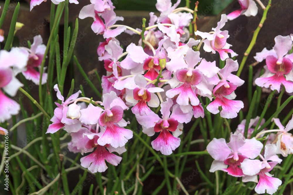 Naklejka premium Close-up view of Vanda Miss Joaquim orchid in Singapore Botanic Gardens