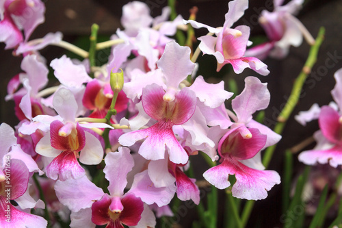 Fototapeta Naklejka Na Ścianę i Meble -  Close-up view of Vanda Miss Joaquim orchid in Singapore Botanic Gardens