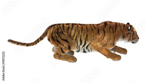 Fototapeta Naklejka Na Ścianę i Meble -  Tiger