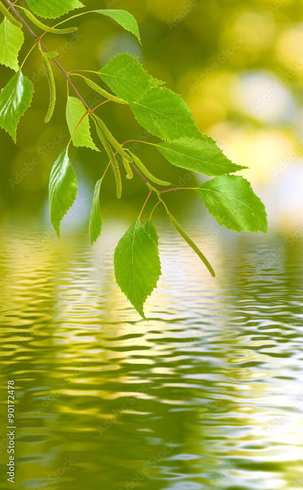 image  of branches over the water