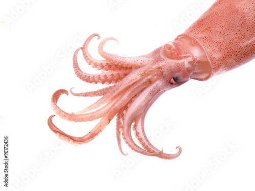 Fresh squid isolated on white background photo