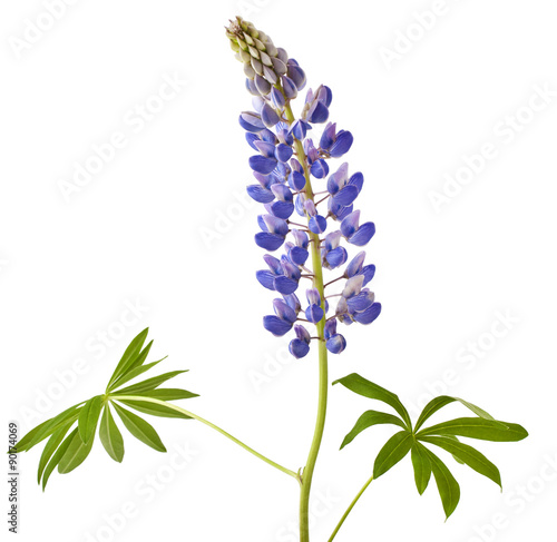 Lupine flower on a white background
