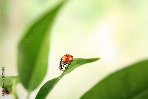 Ladybug on leaf on blurred background