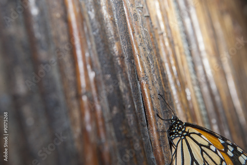 Monarch butterfly over wicker background