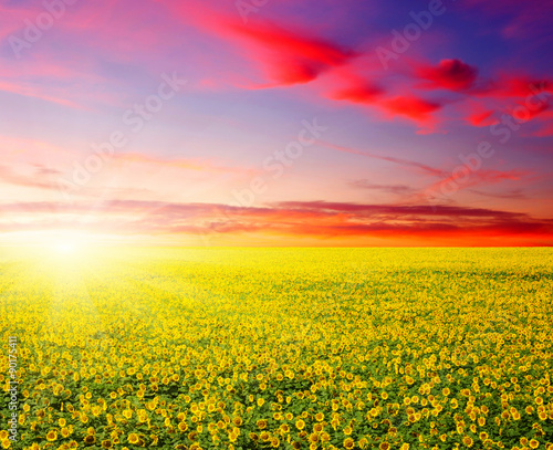  sunflowers and sun