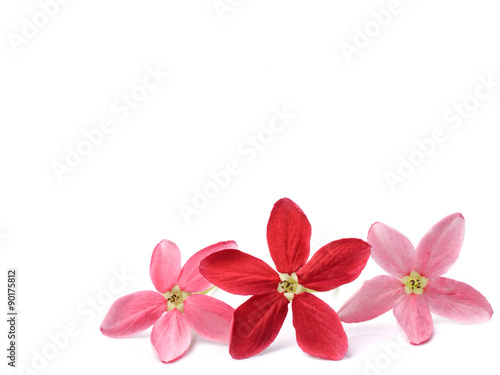 Red flower of Rangoon creeper on white background