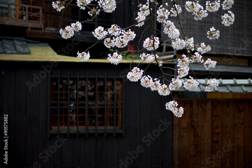 京都の桜