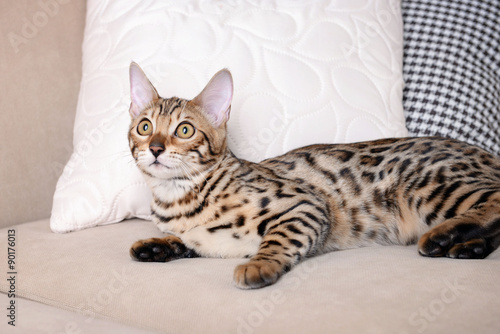 Beautiful Bengal kitten on sofa in room © Africa Studio