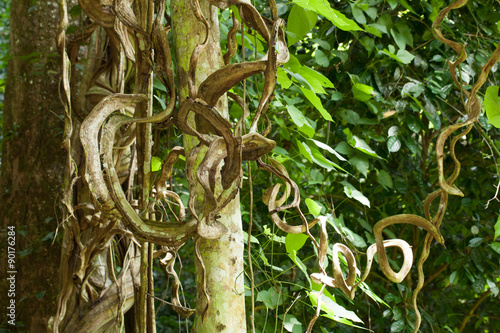 vine, large forest vine climbing to a tree in deep forest, Thailand