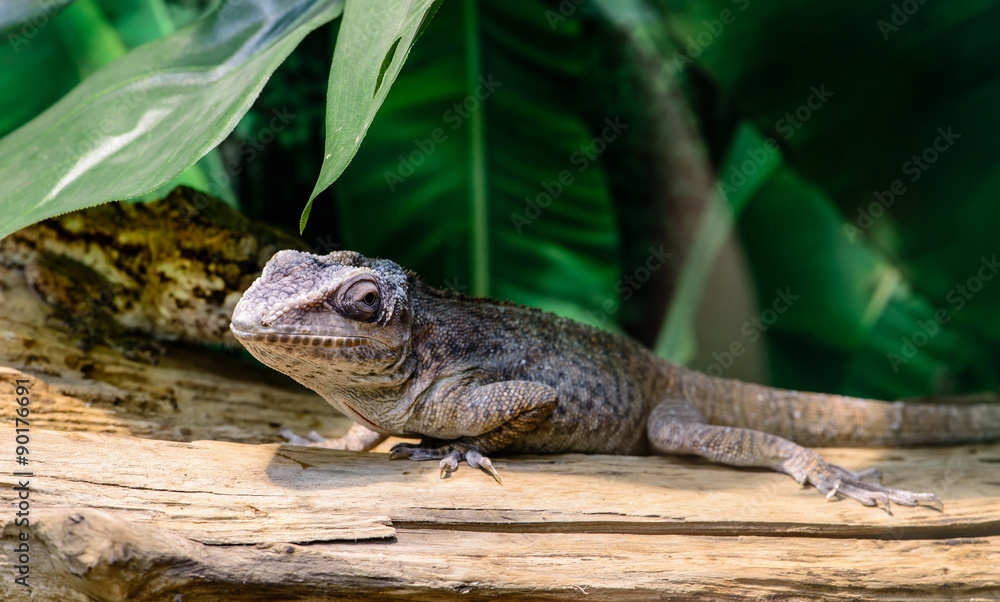 Close-up view of a Anole lizard (Anolis baracoae) on the tree, f Close-up view of a Anole lizard (Anolis baracoae) on the tree, f