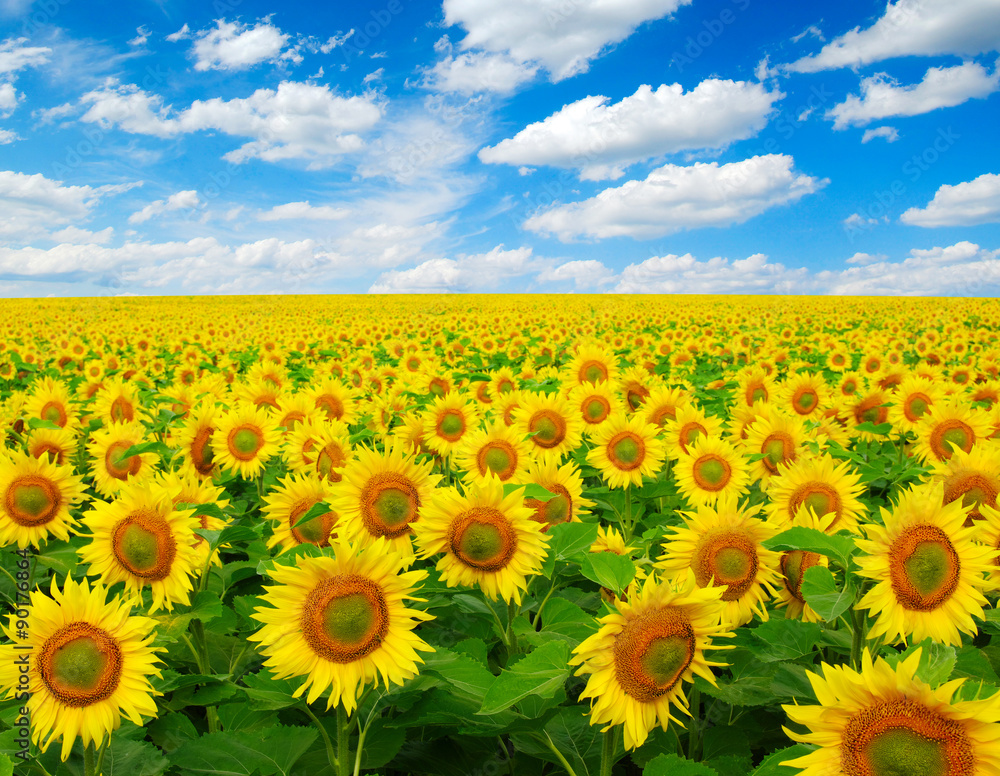 Obraz premium sunflowers field
