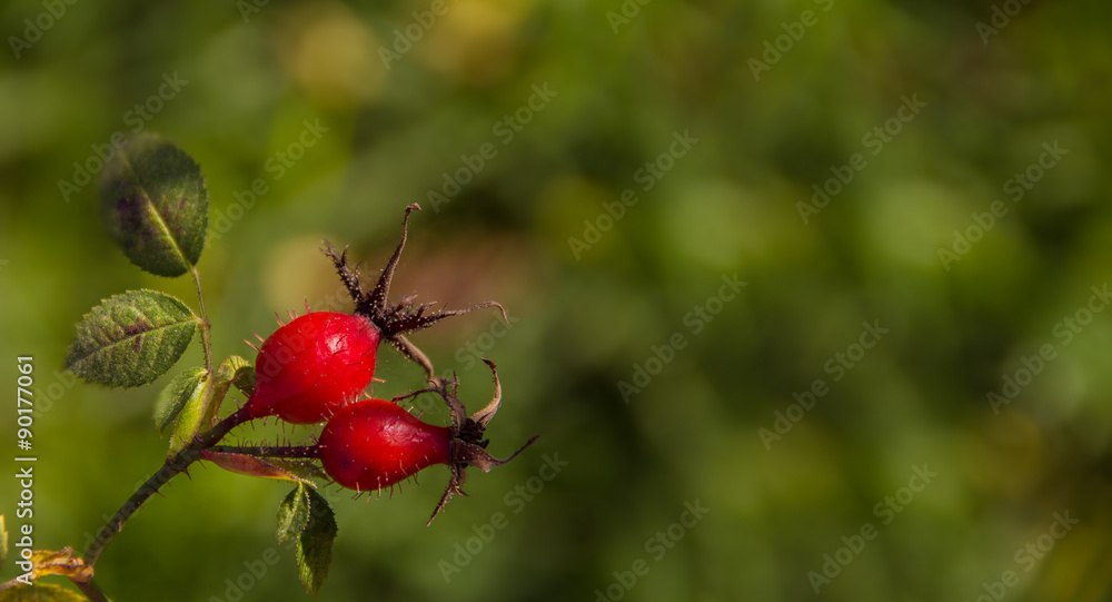 autumn background of red wild rose autumn background of red wild rose