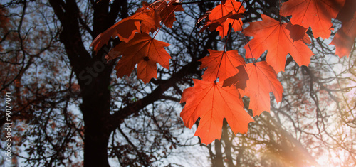 maple leaf red autumn