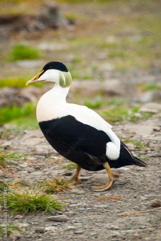 Common eider nesting Common eider nesting