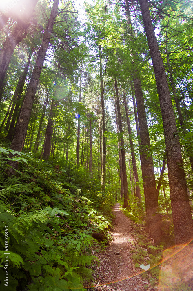 Beautiful pine trees on mountains Beautiful pine trees on mountains