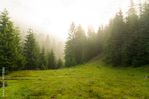 Beautiful pine trees on mountains