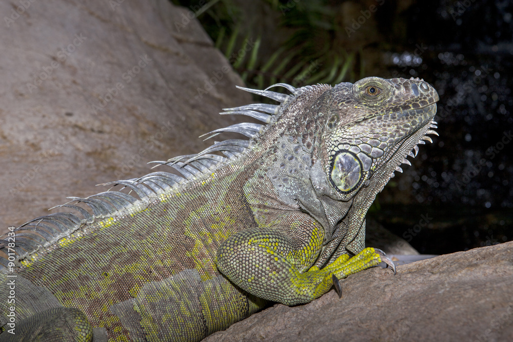 Green iguana on the rocks Green iguana on the rocks