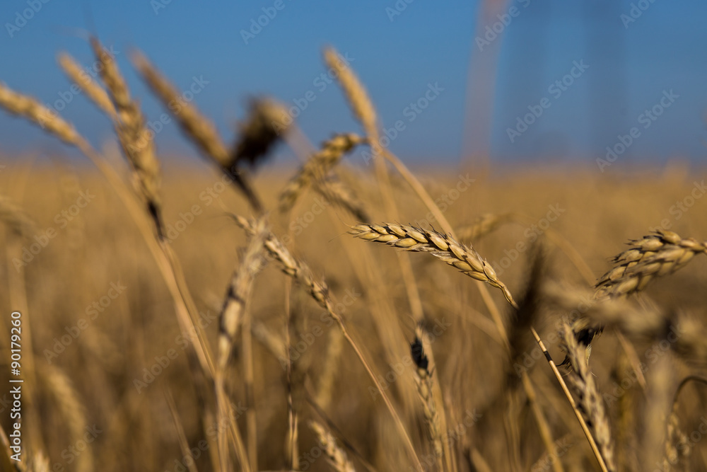 wheat field wheat field