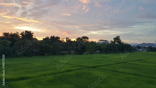 Rice farm and sunset © simonlouis