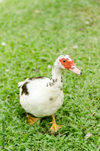 Close up of duck on green grass