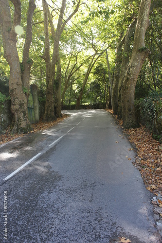 Road through trees in Sintra, Portugal, to go to Palacio de Pena