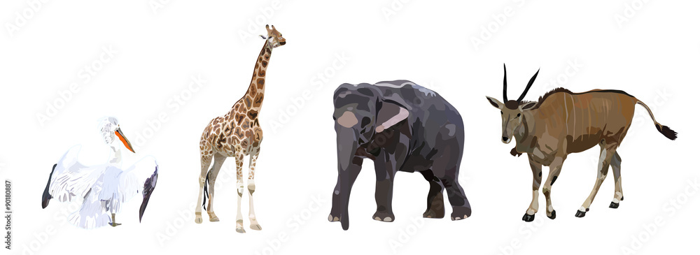 Obraz premium Pelican, antelope, elephant and giraffe on a white background 