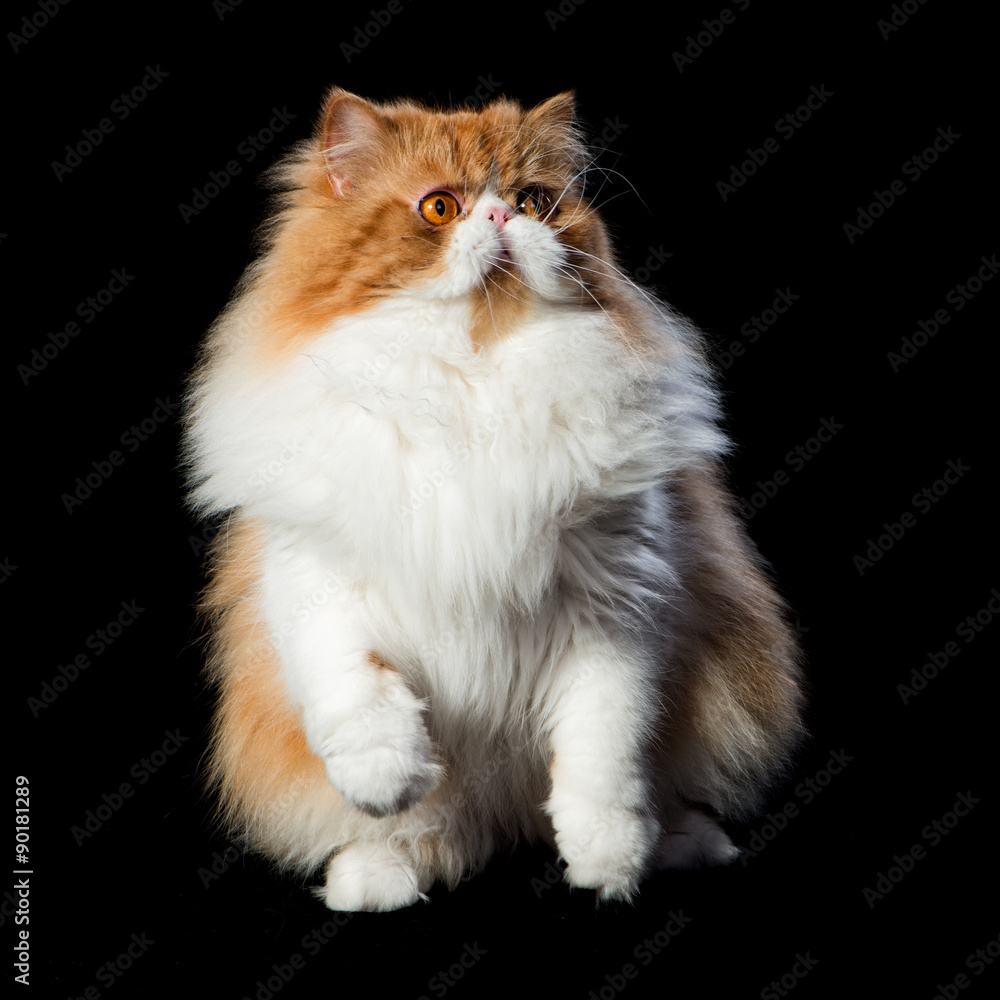 Red big persian cat costs on dark background Stock Photo Adobe Stock