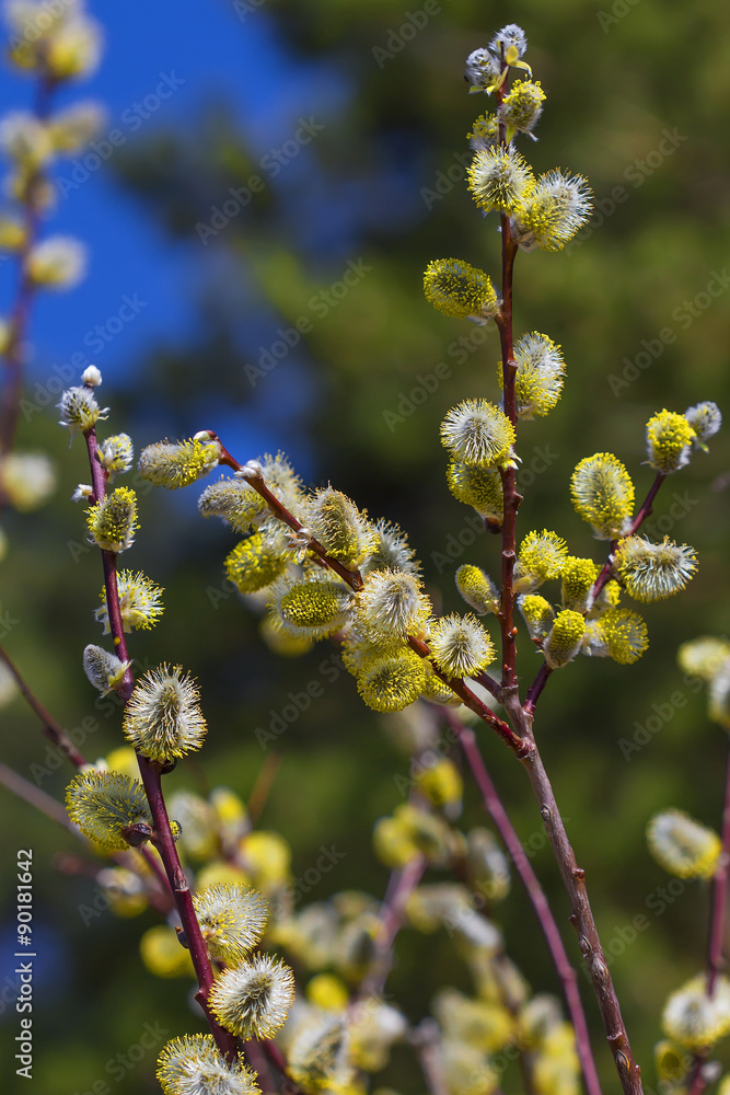 Ива пепельная (Salix cinerea). Ветка ивы во время цветения Ива пепельная (Salix cinerea). Ветка ивы во время цветения