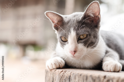 Cute cat on wooden 