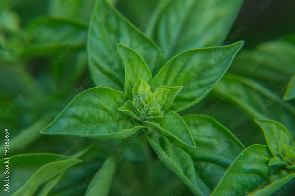 Fototapeta premium Basil