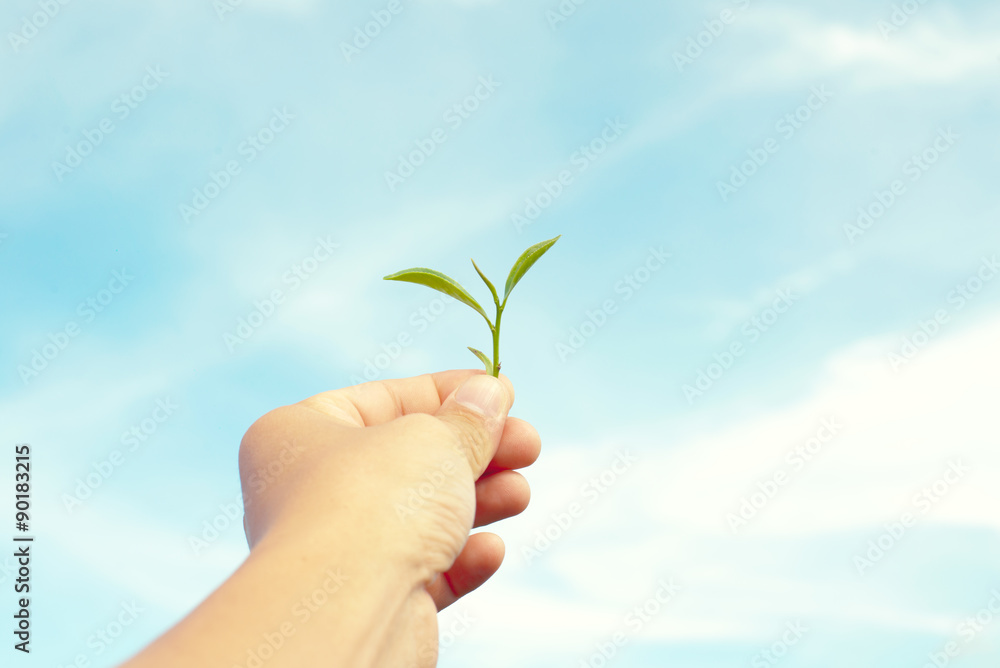 Male hand holding green tea leaf with clear blue sky background - vintage pastel color Male hand holding green tea leaf with clear blue sky background - vintage pastel color