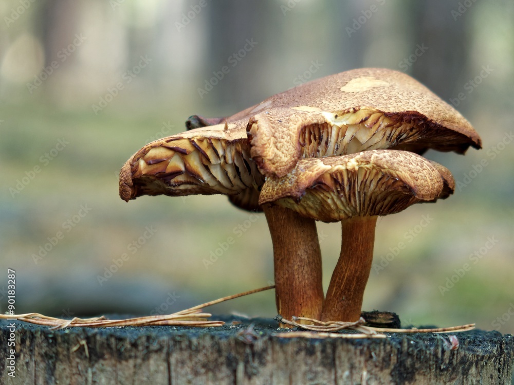 Obraz premium Pilze im Herbstwald