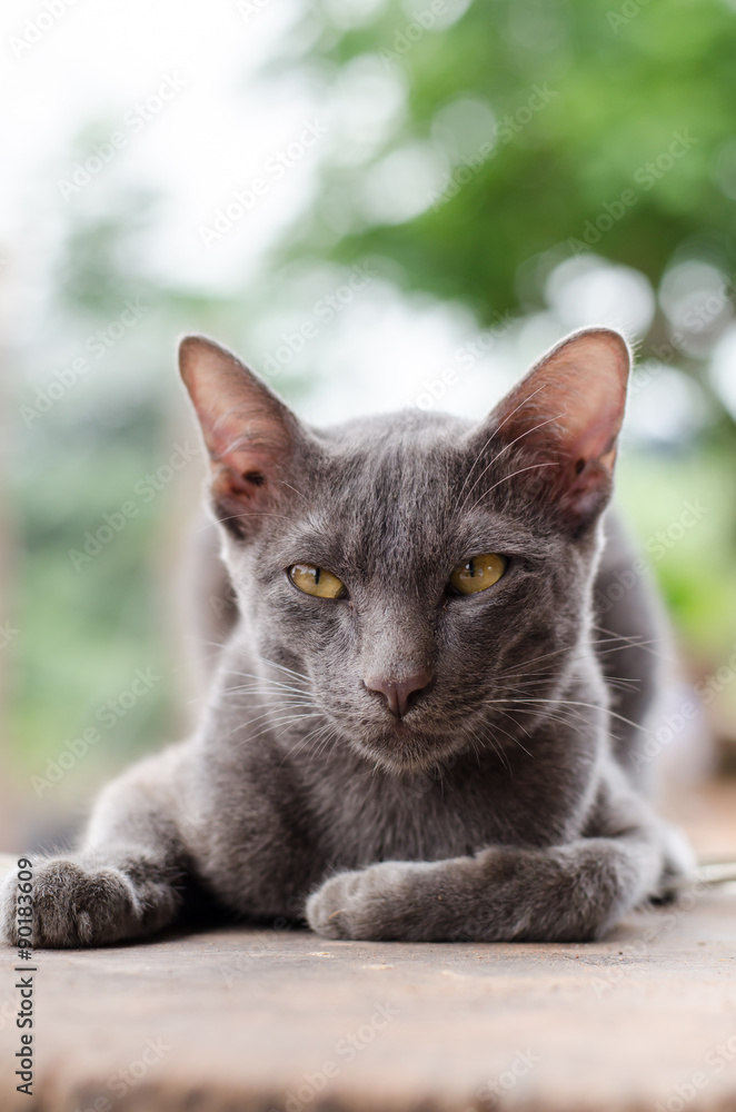 Gray cat on wooden background Gray cat on wooden background
