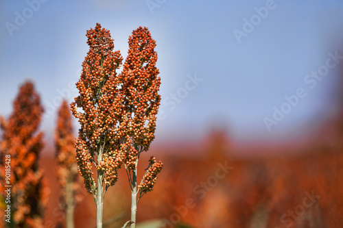 Sweet Sorghum stalk and seeds - biofuel and food. Horizontal Image with copy space to the right of the stalks.