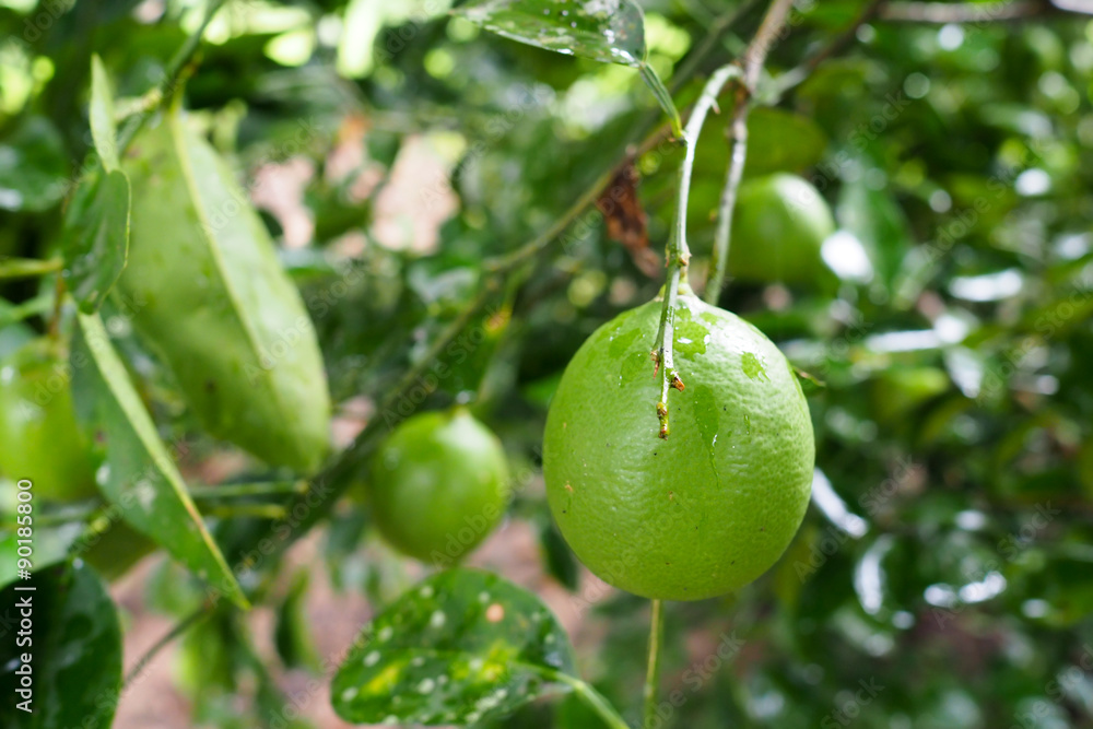 Fresh green limes on tree in the garden