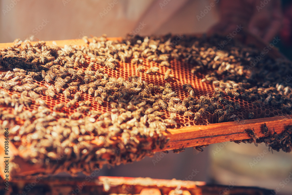 Honeycomb with bees and honey. Selective focus.