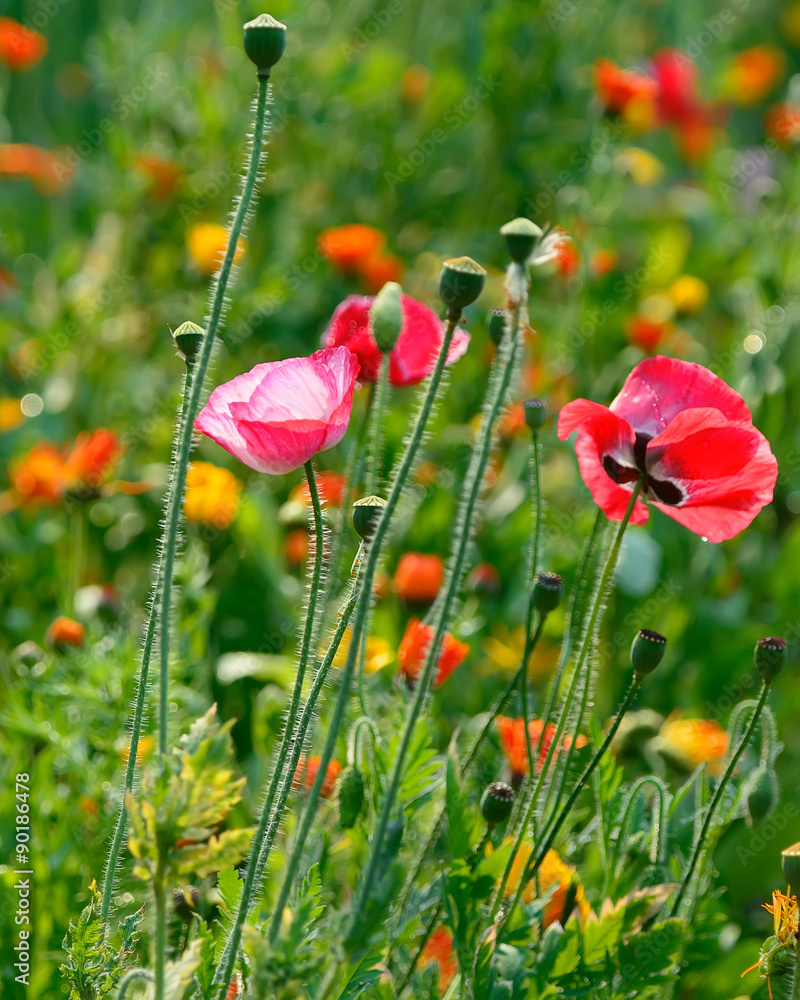 Naklejka premium poppies flower