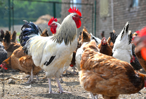 Fototapeta Chickens on traditional free range poultry farm