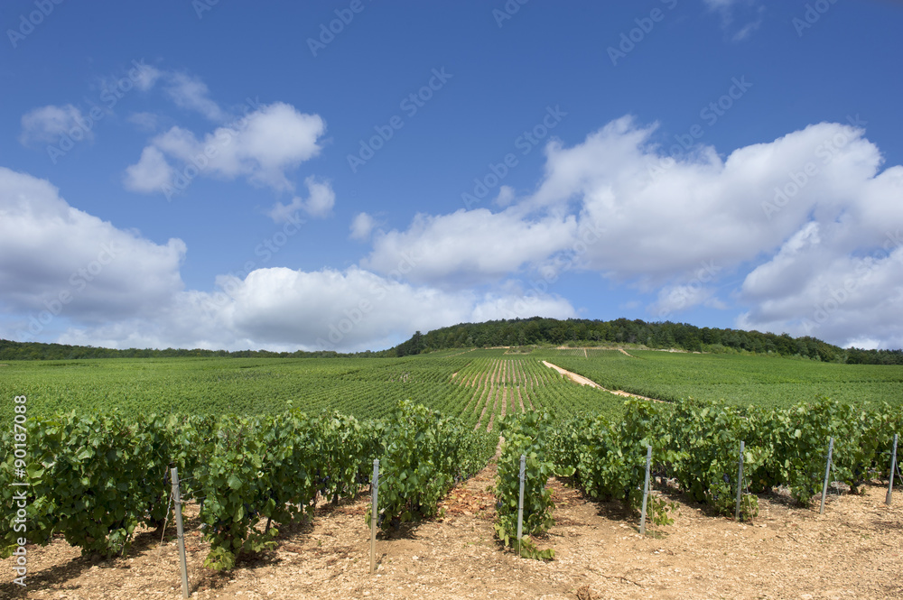 Vignoble Champenois France