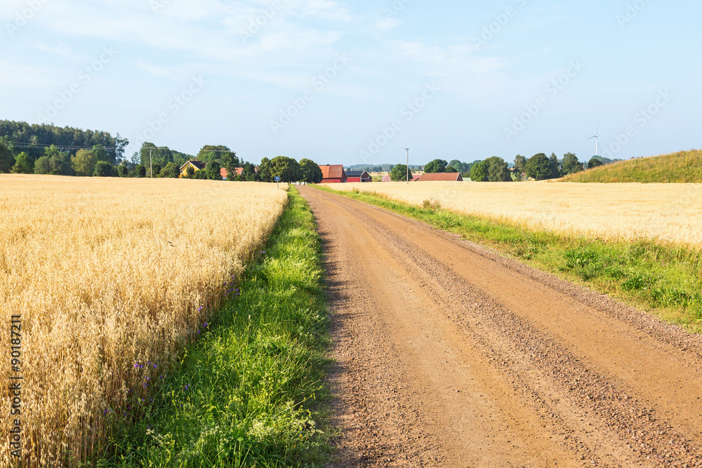 Gravel road among fields of corn in rural areas