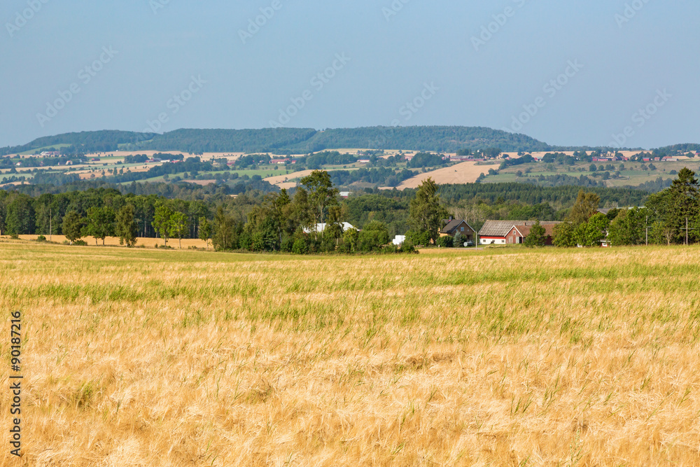 View of rural landscapes with ripe corn fields