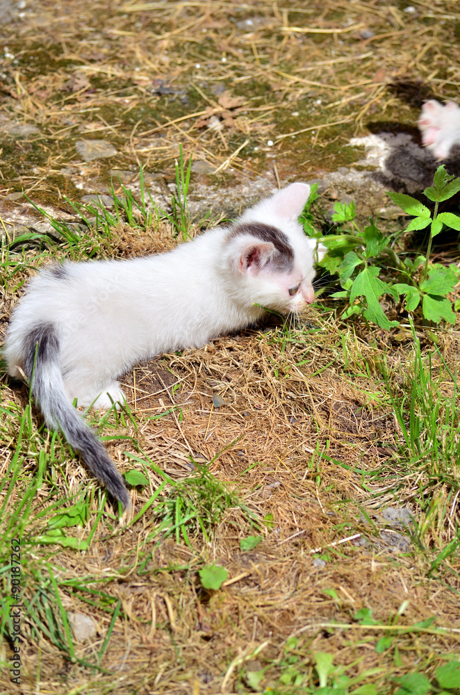 Fototapeta premium kot