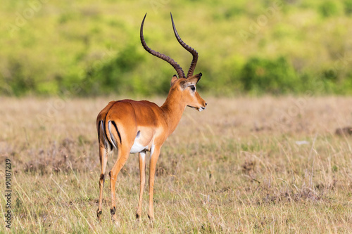 Impala antelope with big horns