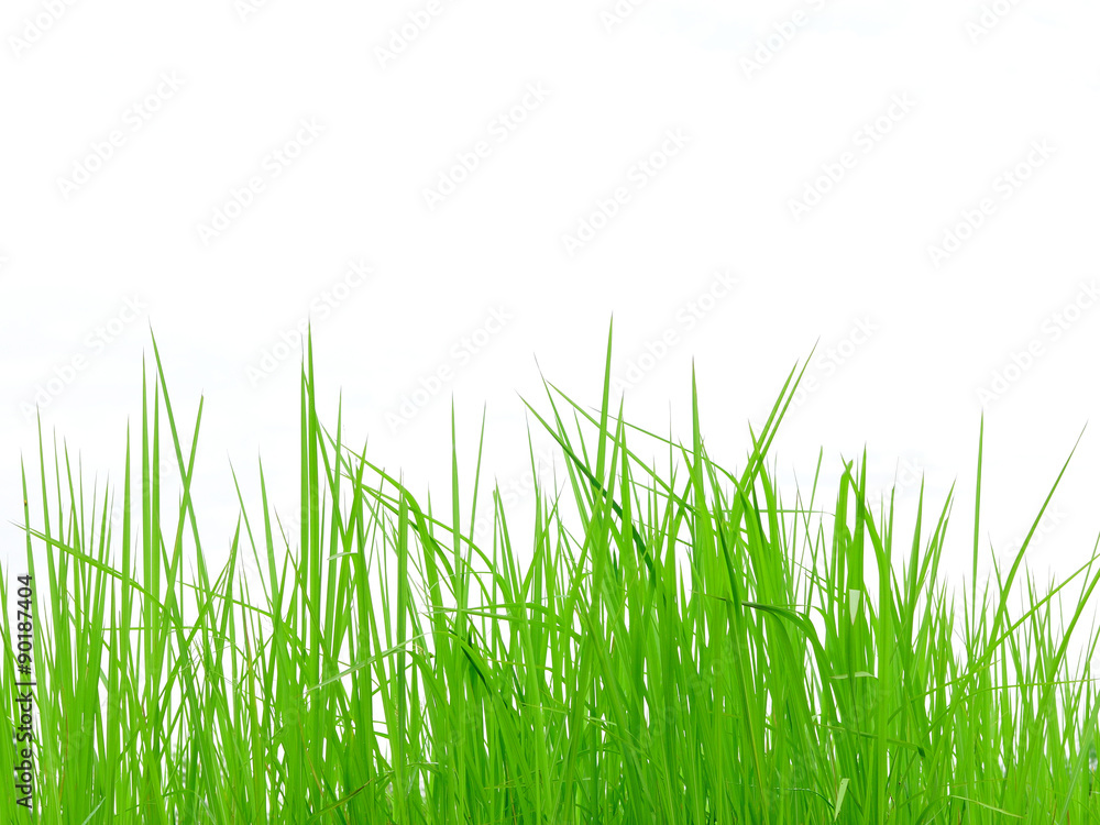 Fresh spring green grass isolated on white background Fresh spring green grass isolated on white background
